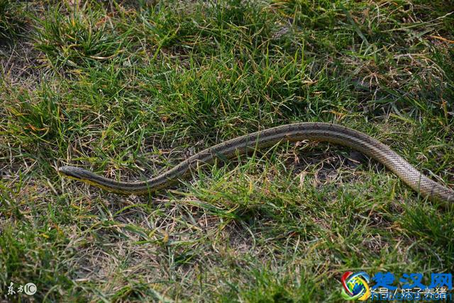 农村这些东西这么赚钱,农民你敢去养吗?