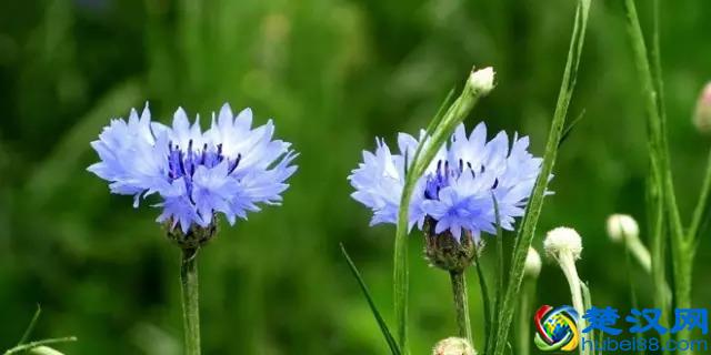 一年四季都开什么花？快来看看吧，春夏秋天每天都开花！