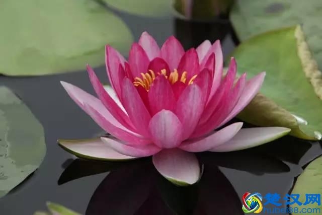 一年四季都开什么花？快来看看吧，春夏秋天每天都开花！