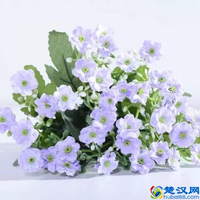 一年四季都开什么花？快来看看吧，春夏秋天每天都开花！