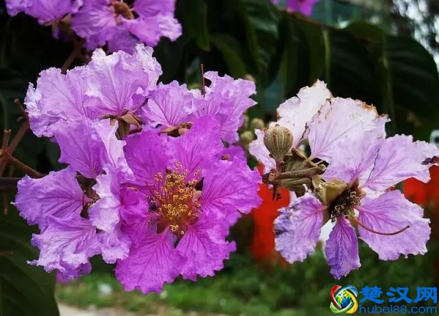 一年四季都开什么花？快来看看吧，春夏秋天每天都开花！