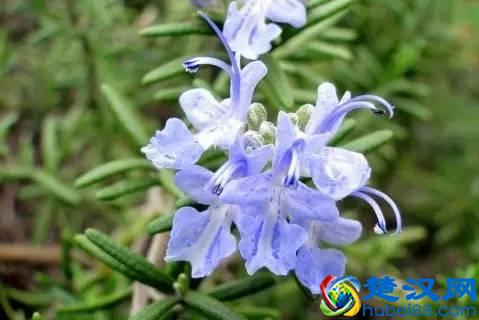 一年四季都开什么花？快来看看吧，春夏秋天每天都开花！