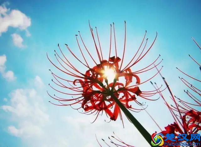 一年四季都开什么花？快来看看吧，春夏秋天每天都开花！