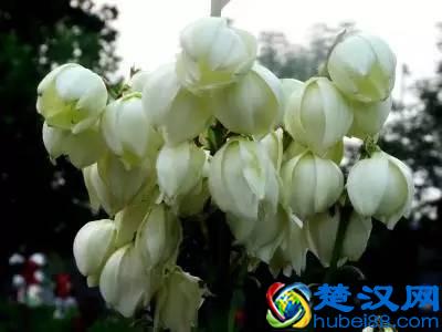 一年四季都开什么花？快来看看吧，春夏秋天每天都开花！