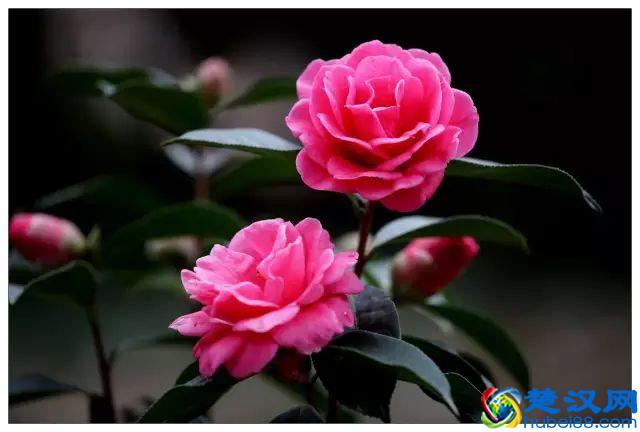 一年四季都开什么花？快来看看吧，春夏秋天每天都开花！