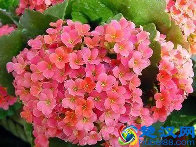 一年四季都开什么花？快来看看吧，春夏秋天每天都开花！