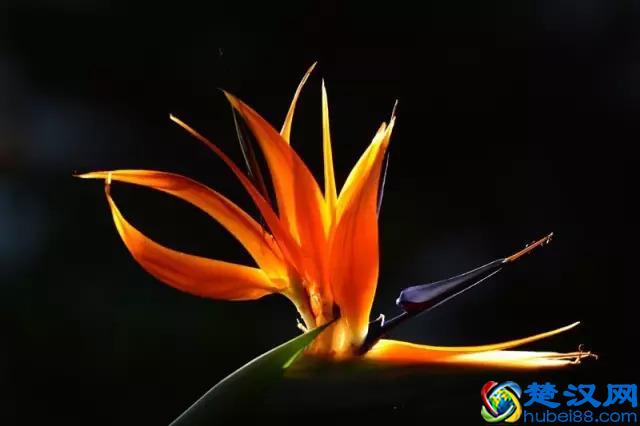 一年四季都开什么花？快来看看吧，春夏秋天每天都开花！