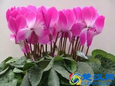 一年四季都开什么花？快来看看吧，春夏秋天每天都开花！