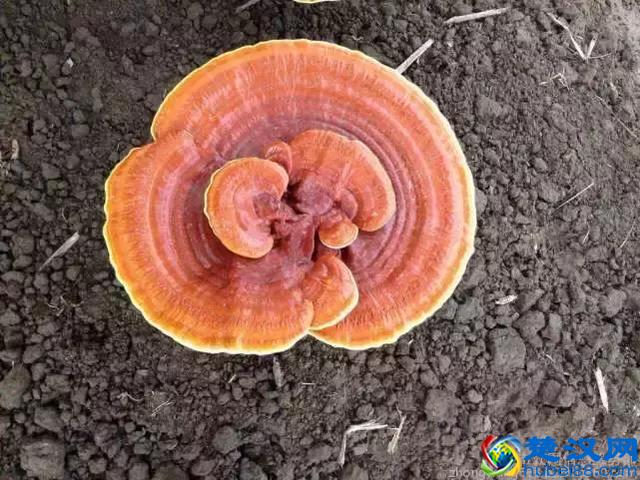 2019年农村有3个生意，一天轻松赚500，大家都说稳赚不赔？