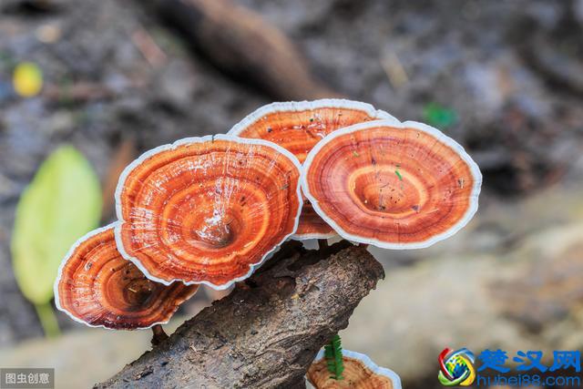 2019年农村有3个生意，一天轻松赚500，大家都说稳赚不赔？