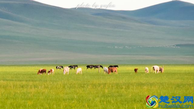 草原美食奶豆腐，原来是这样制作的