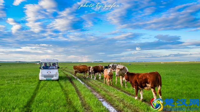 草原美食奶豆腐，原来是这样制作的