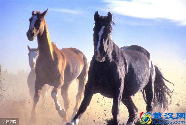 马是怎样睡觉的？它为什么会选择这种姿势睡觉？