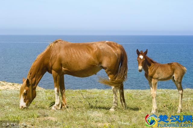 马是怎样睡觉的？它为什么会选择这种姿势睡觉？