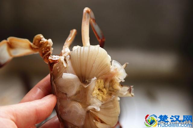 螃蟹怎么做简单又好吃？葱姜炒蟹味道鲜美可口制作方便快捷