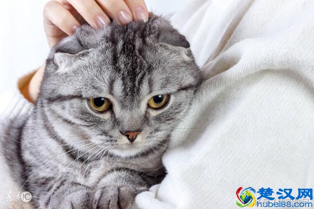 猫咪身上有静电？学会这几招做就可以放心撸猫