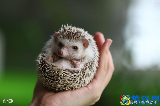 吃过鸡肉，吃过猪肉，刺猬肉你吃过吗？刺猬肉的功效有哪些？