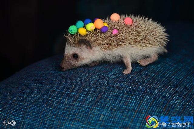 吃过鸡肉，吃过猪肉，刺猬肉你吃过吗？刺猬肉的功效有哪些？