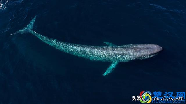 蓝鲸：地球上最巨大的生物