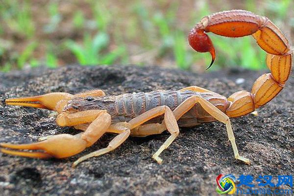 人们说的“五毒”都有什么，其实是农村里最常见的动物