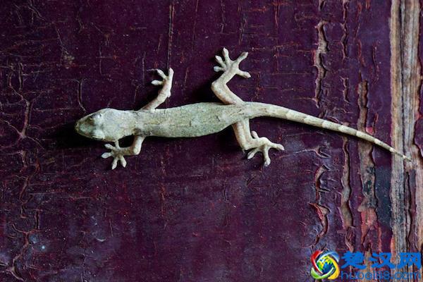 人们说的“五毒”都有什么，其实是农村里最常见的动物