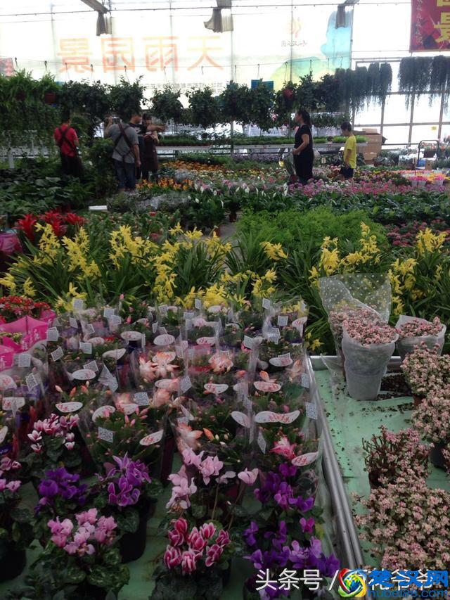 8月花市买花就选这几种，花期长、好养活、开花还特别美！