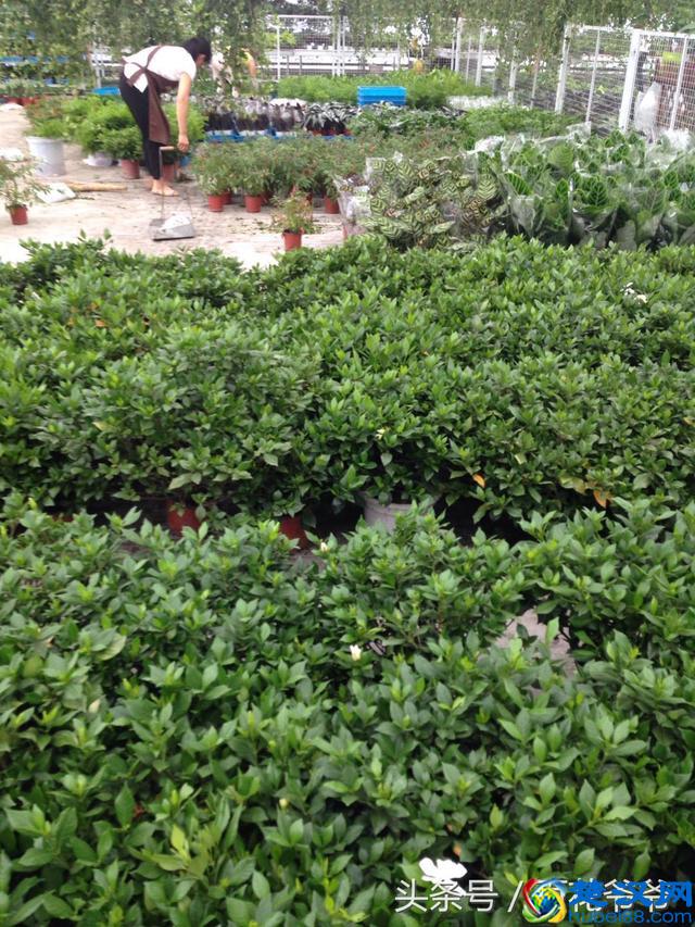 8月花市买花就选这几种，花期长、好养活、开花还特别美！