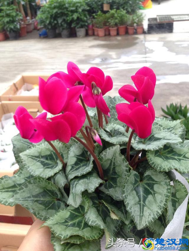 8月花市买花就选这几种，花期长、好养活、开花还特别美！