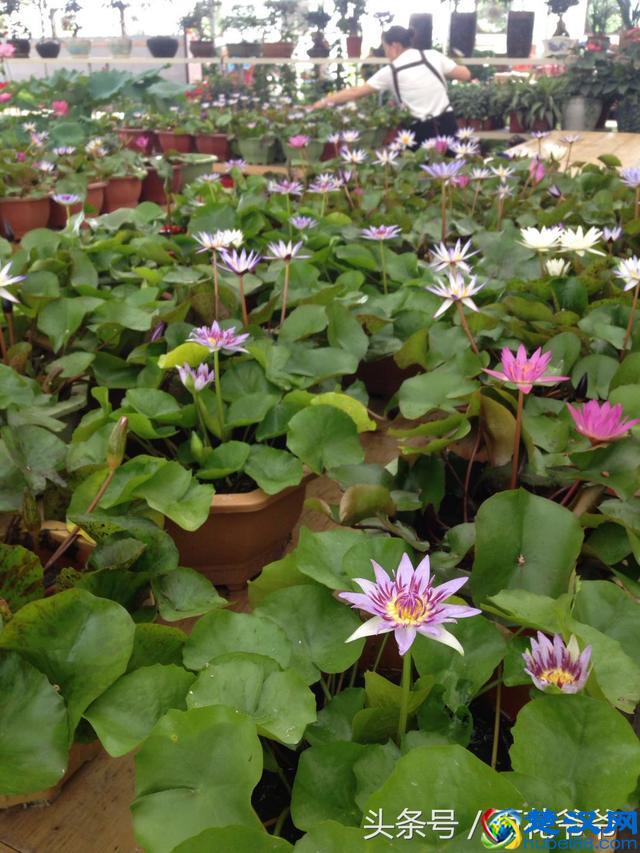 8月花市买花就选这几种，花期长、好养活、开花还特别美！