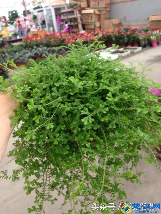 8月花市买花就选这几种，花期长、好养活、开花还特别美！