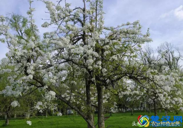 氮肥、磷肥、钾肥各类肥料的作用，不同类型的使用方法