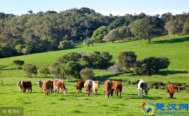 如何买到更好的牛奶，进口牛奶推荐