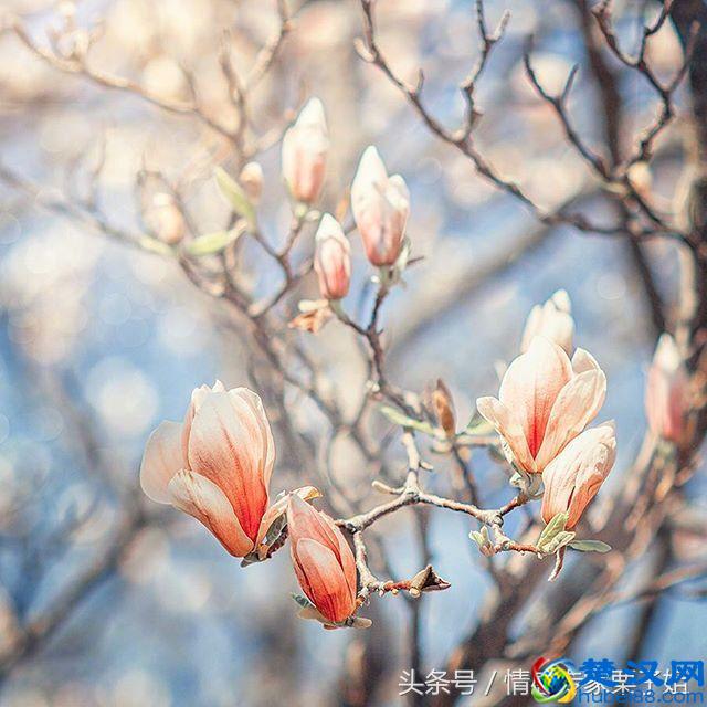 古诗词中的意象，知多少？