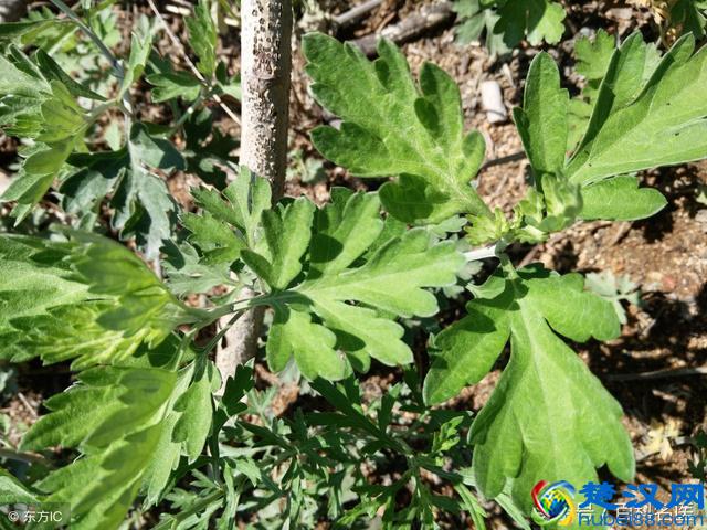 什么凡士林最好用 真正白菜还好用的东西在这里