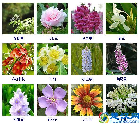 甘薯的营养价值与种植技术