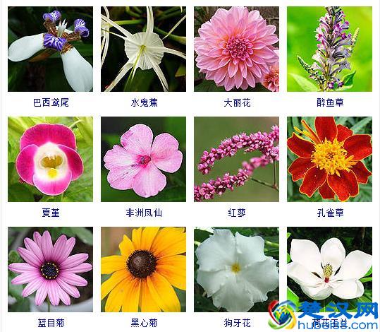 胃在人体的什么地方？