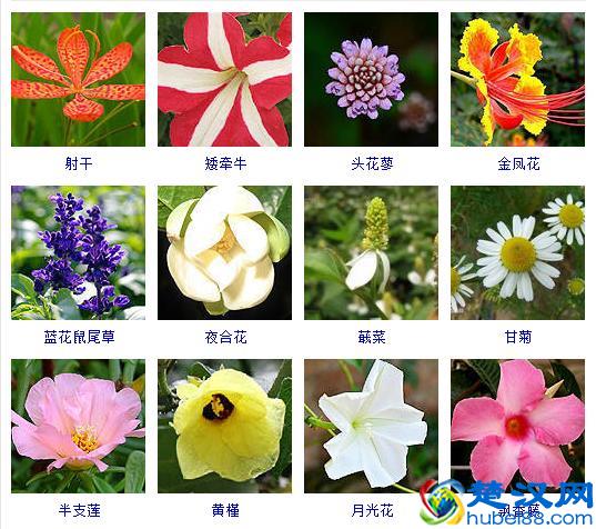 散文的概念及写作技巧