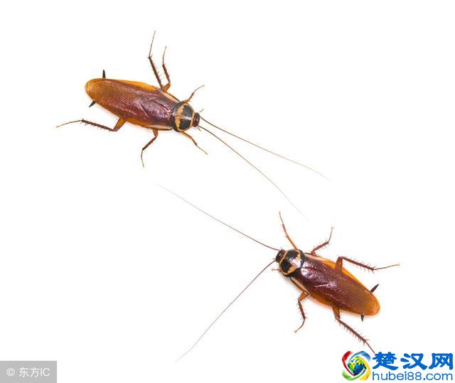 PS羽化使用教程，详细介绍！