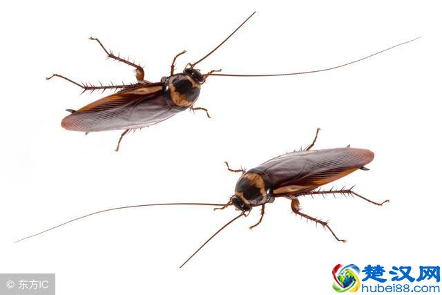 变色龙究竟是怎样变色的？