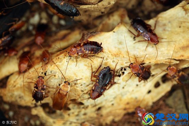 变色龙究竟是怎样变色的？