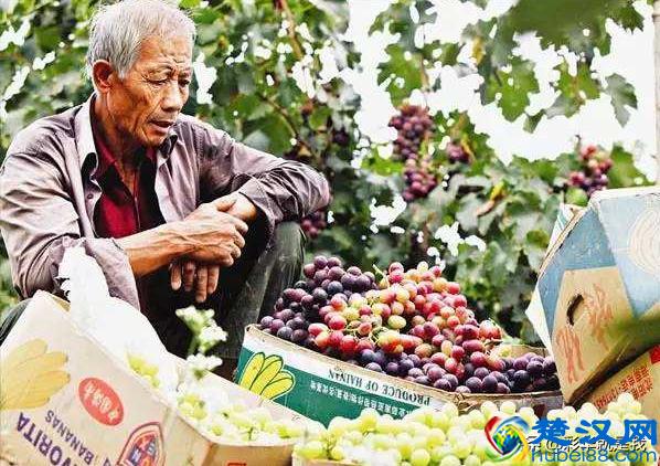 农产品为什么滞销？帮你从原因解决，不再烦恼！