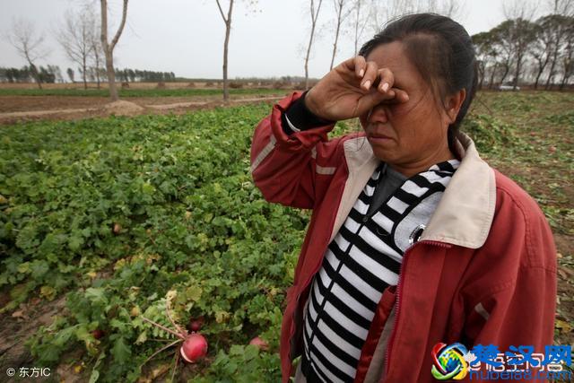 农产品为什么滞销？帮你从原因解决，不再烦恼！