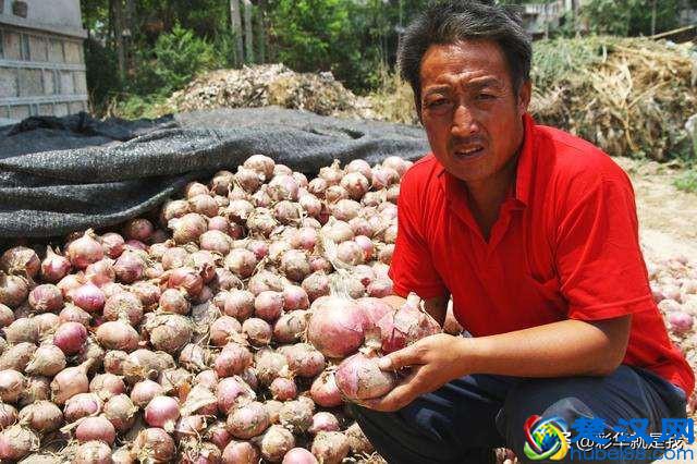 农产品为什么滞销？帮你从原因解决，不再烦恼！