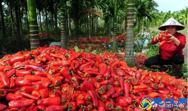 农产品为什么滞销？帮你从原因解决，不再烦恼！