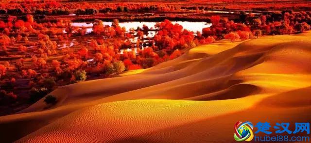 中国金秋9大胡杨林，美到极致，竟有一半是在这个省份！