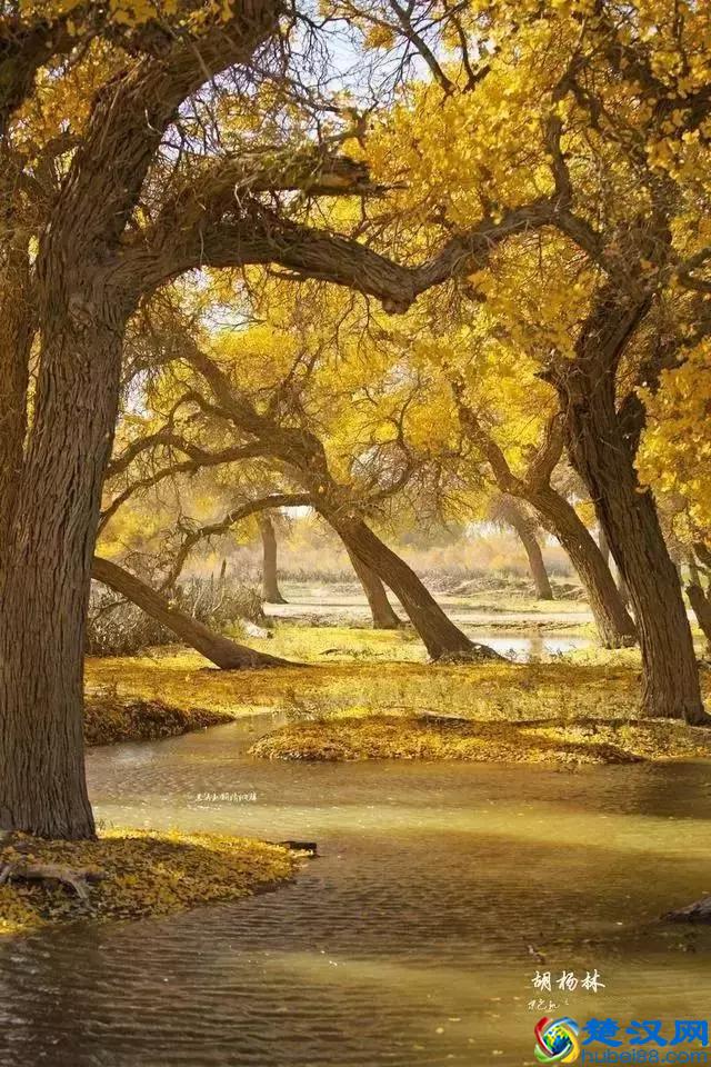 中国金秋9大胡杨林，美到极致，竟有一半是在这个省份！