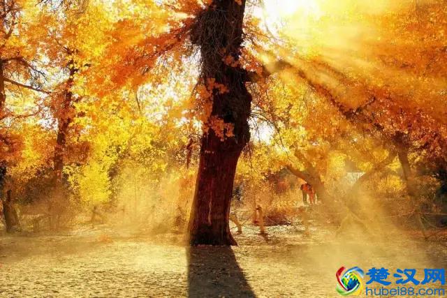 中国金秋9大胡杨林，美到极致，竟有一半是在这个省份！