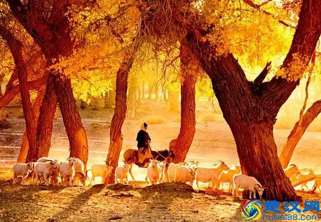 中国金秋9大胡杨林，美到极致，竟有一半是在这个省份！