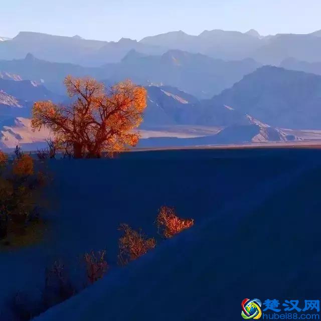 中国金秋9大胡杨林，美到极致，竟有一半是在这个省份！