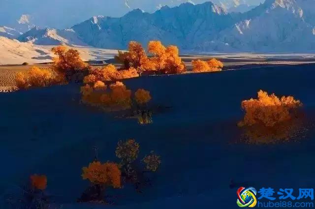 中国金秋9大胡杨林，美到极致，竟有一半是在这个省份！